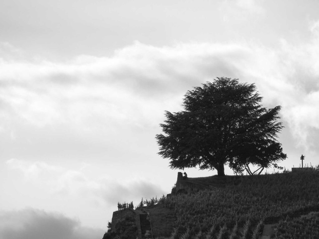 Lonely tree around lake Geneva (VD) / Switzerland